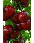 Черешня Донецкая Красавица (средняя) | Черешня Донецька Красуня (середня) | Prunus avium Donetskaia Krasavitsa